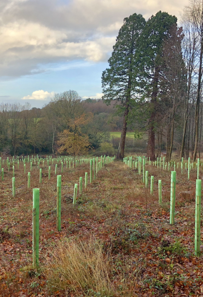 Field with saplings