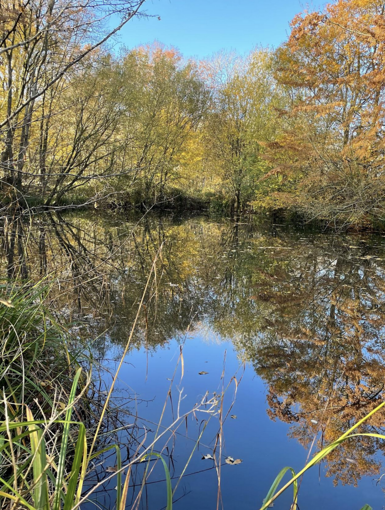 Pond with trees around it