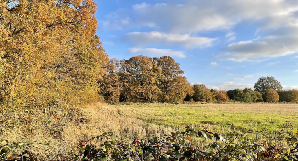 Field with trees around it